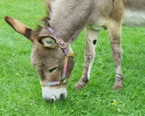 perry, burro que serviu de inspiração para shrek