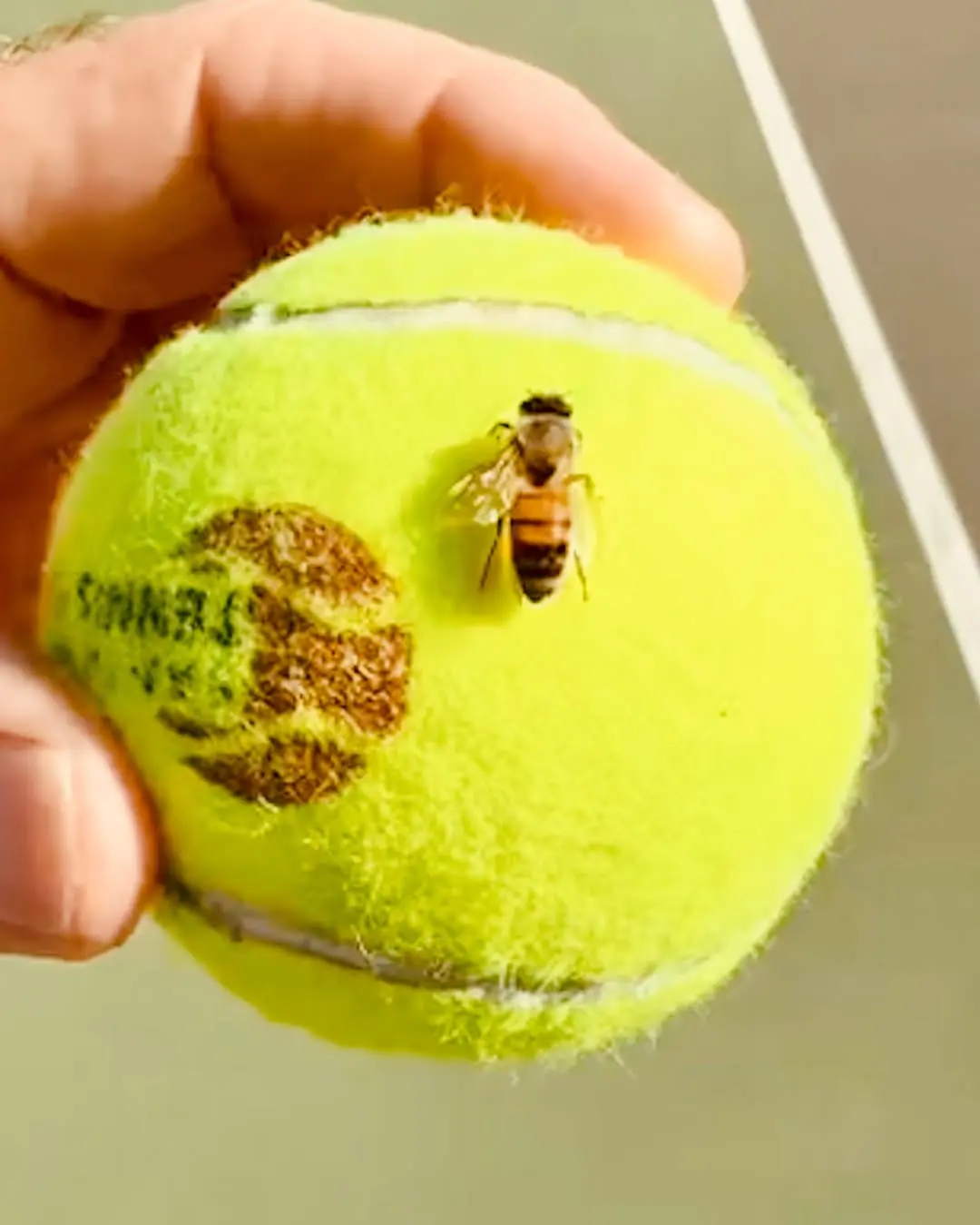 bee movie 2 pode acontecer