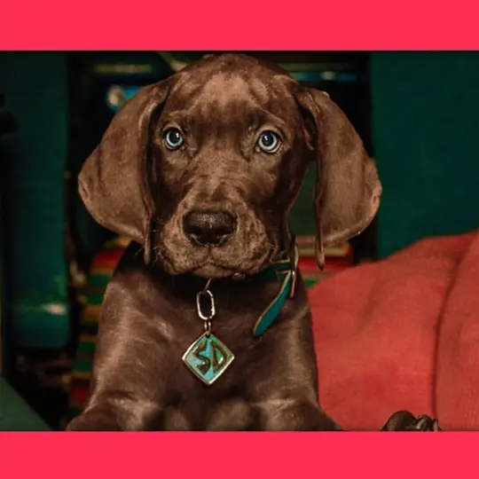 'Scooby-Doo: A Origem' já concluiu gravações e ganhou imagens de bastidores